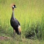 east-african-crested-crane-4803696_960_720