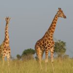 giraffes-513520_1920