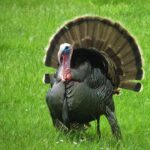 wild-turkey-uganda