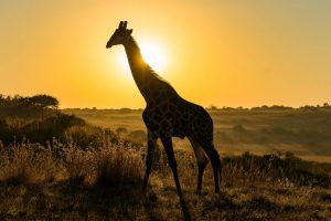 Giraffe-in-sunset