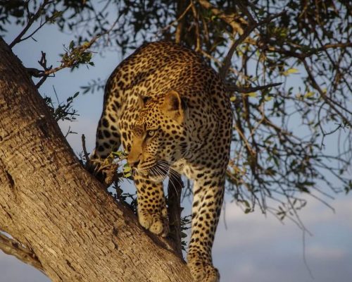 Leopard-on-tree.