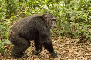 chimpanzee1- uganda