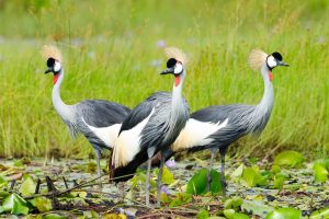 crested-cranes1