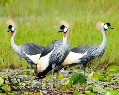 crested-cranes1