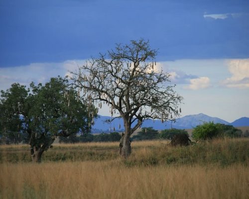 sausage-tree-uganda